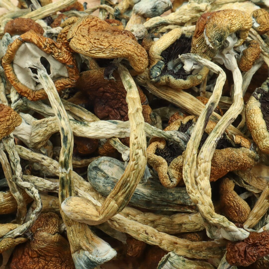 Buy Amazonian Cubensis Magic Mushrooms | Strain for Sale